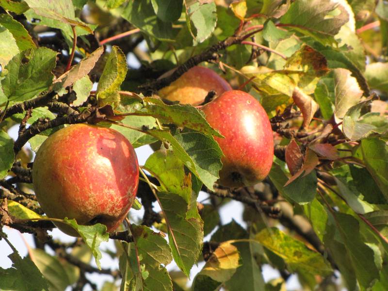 Paafenapfel